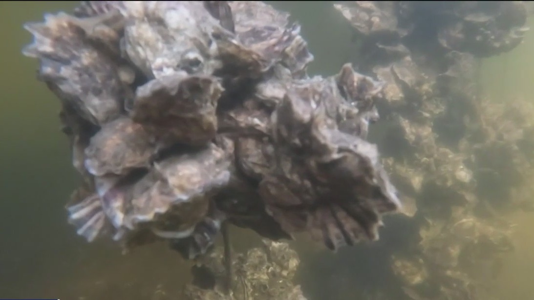 Vertical oyster gardens designed to improve water quality